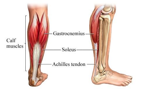 Gastroc-Soleus.jpg