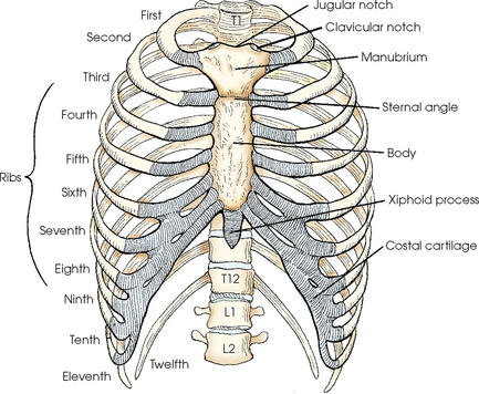https://www.movestrongphysicaltherapy.com/hubfs/Imported_Blog_Media/bony-thorax.png