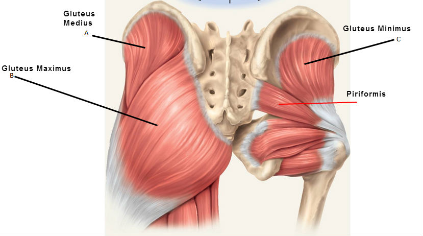 gluteals-and-piriformis.jpg