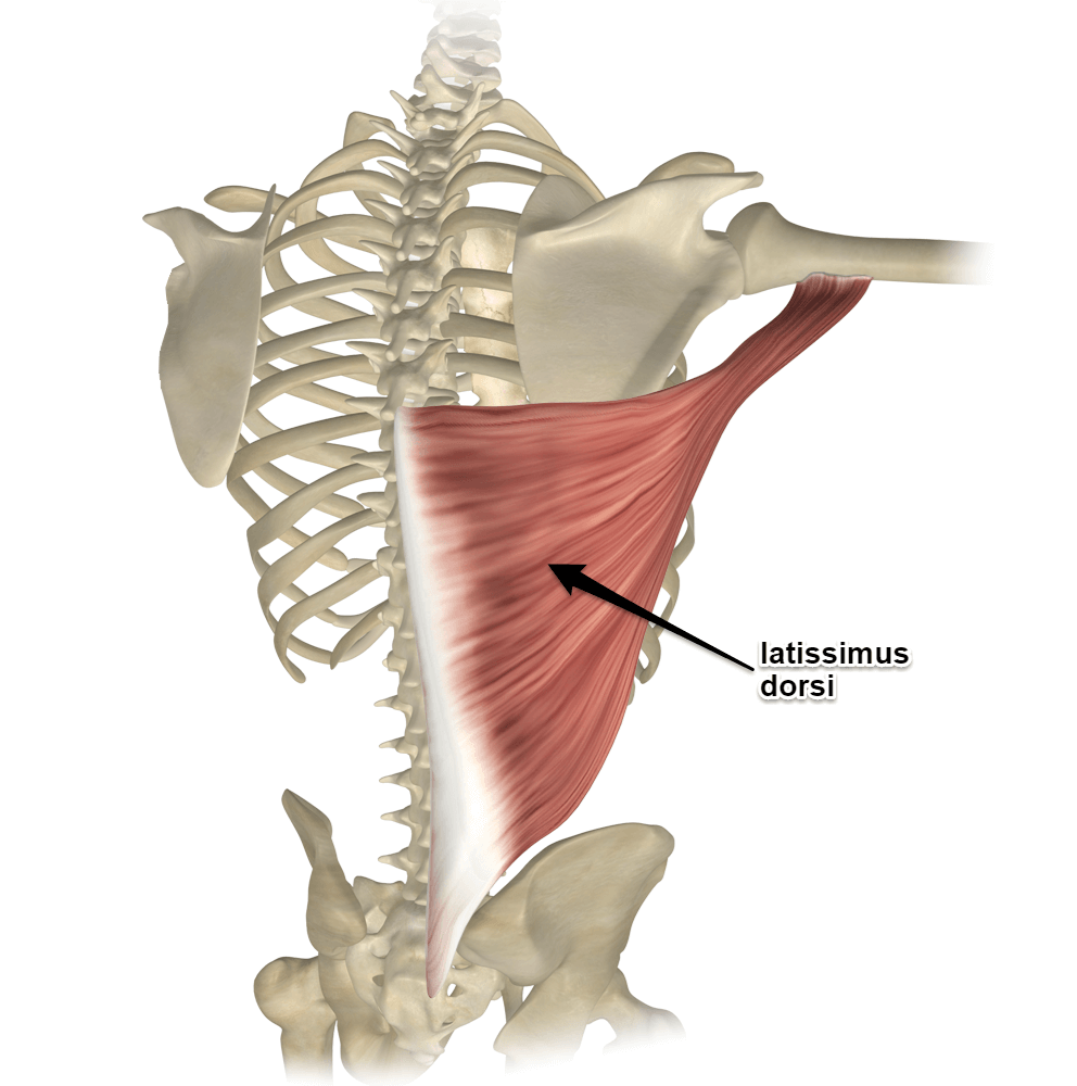 latissimus dorsi.png