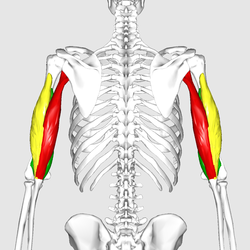 long head of triceps.png