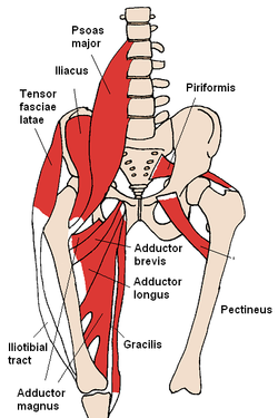 lower extremity muscles.png