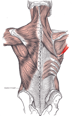 teres major.PNG