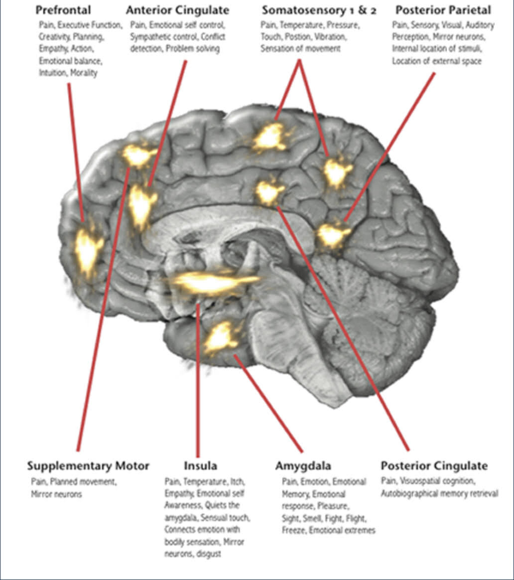 pleasure and pain centers in brain