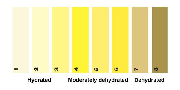 urine-and -hydration.png